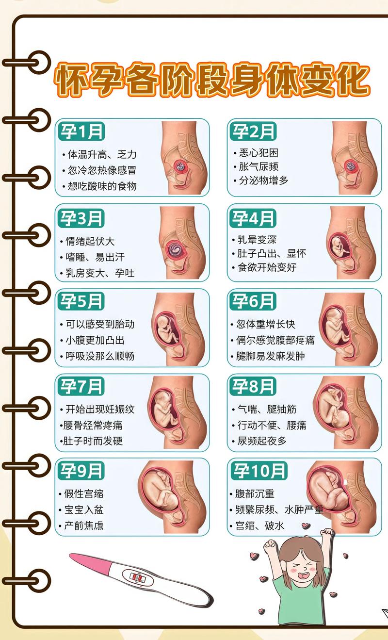 揭秘供卵代孕妈妈怀孕小腹分两节，孕期变化的奥秘武威代生机构: